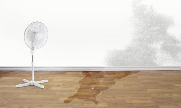 Best Mold removal after water damage  in Porterville, CA